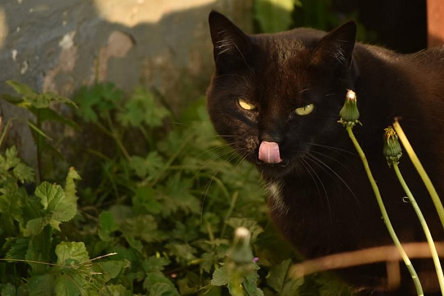 Kattenpraat