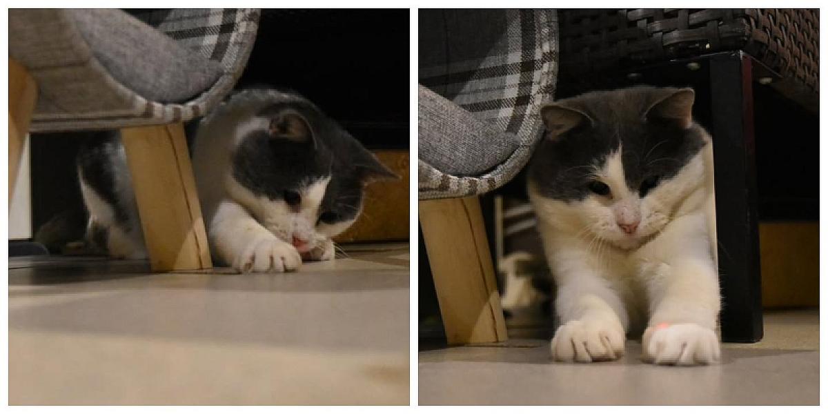 Kattenpraat