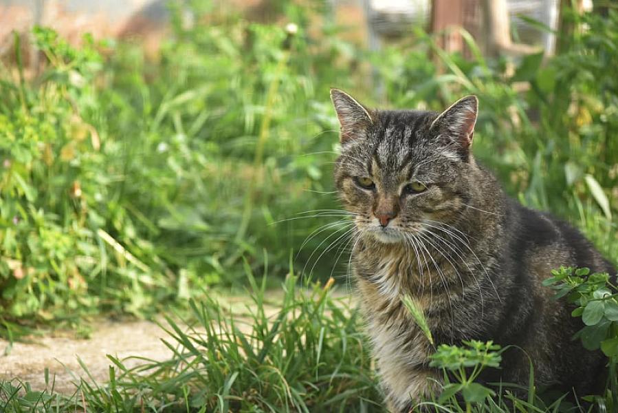 Kattenpraat