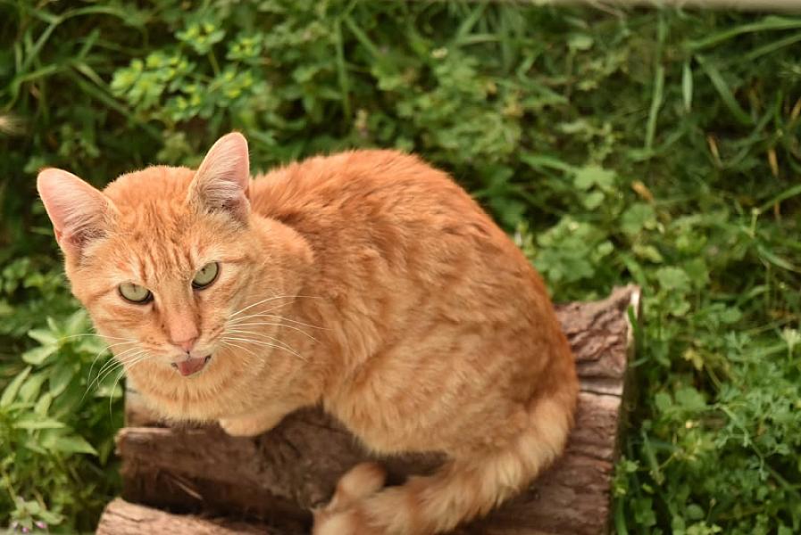 Kattenpraat