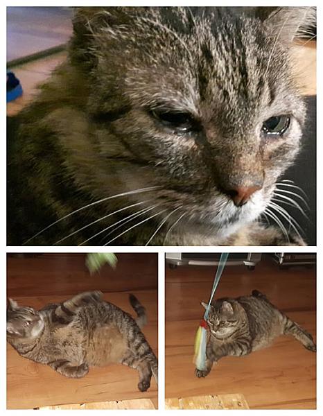 Kattenpraat