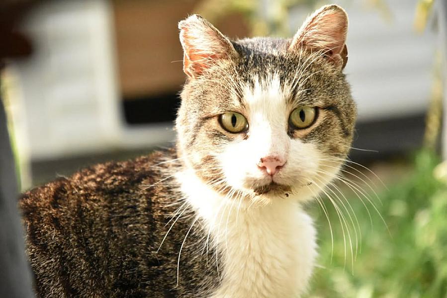 Kattenpraat