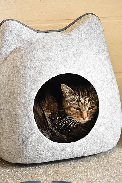 Kattenpraat