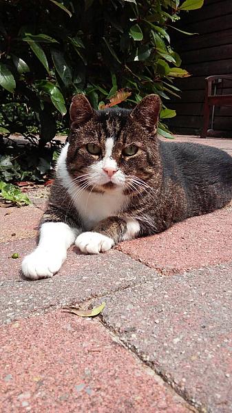 Kattenpraat