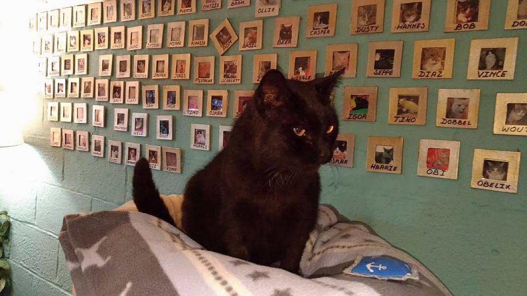 Kattenpraat