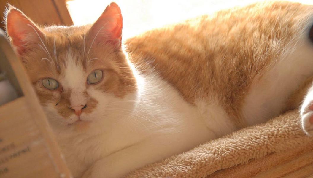Kattenpraat