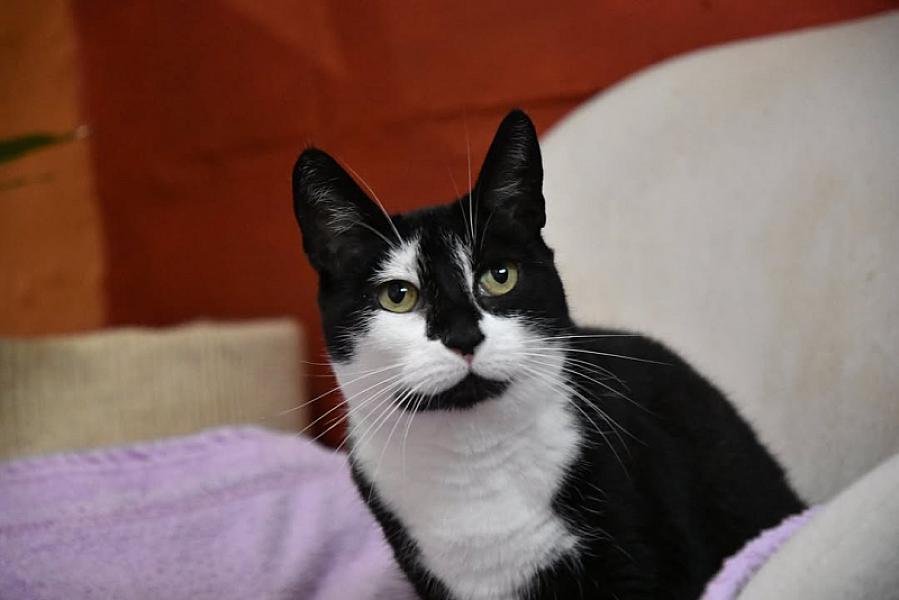 Kattenpraat