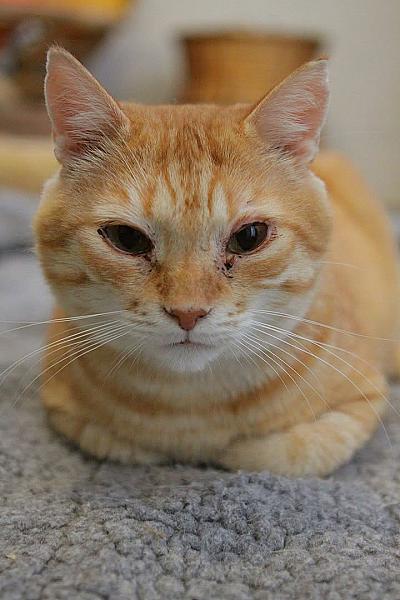 Kattenpraat