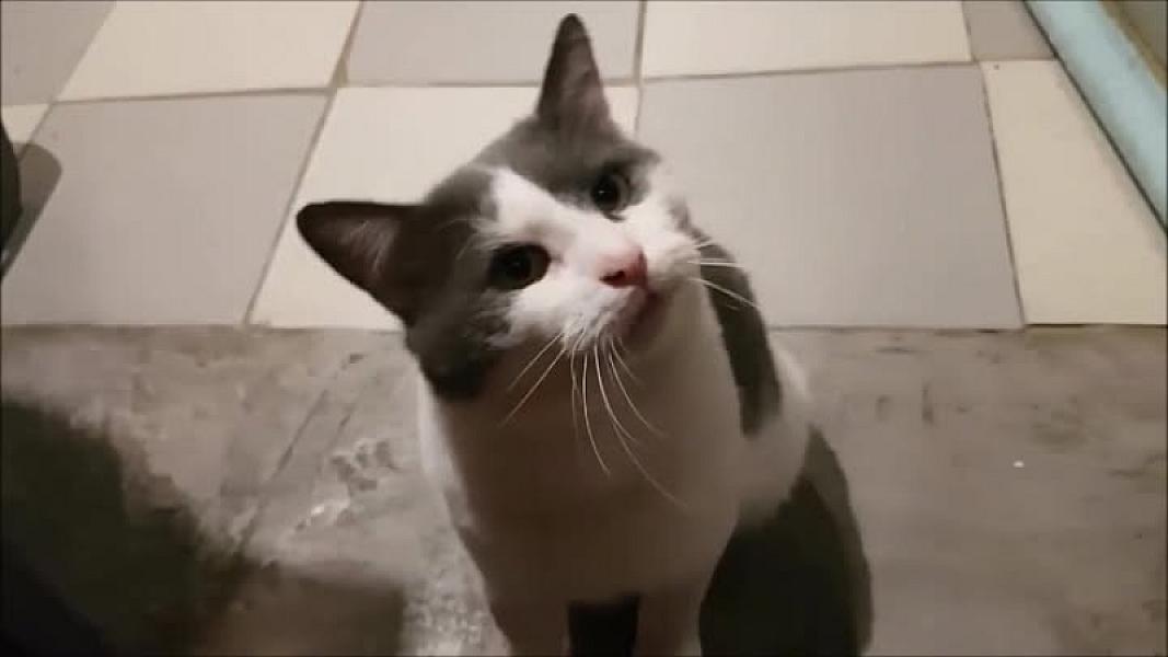 Kattenpraat