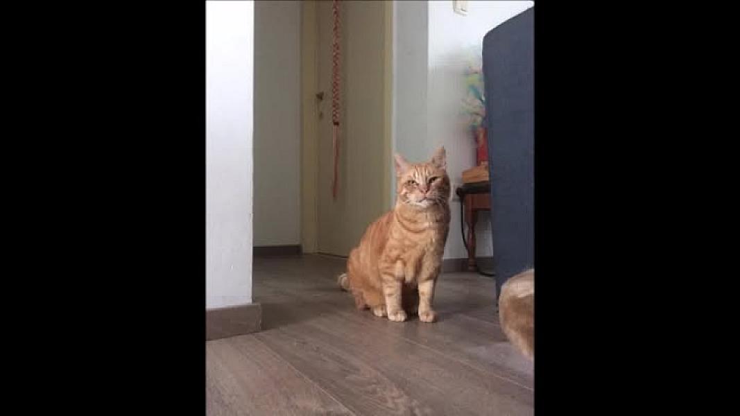 Kattenpraat
