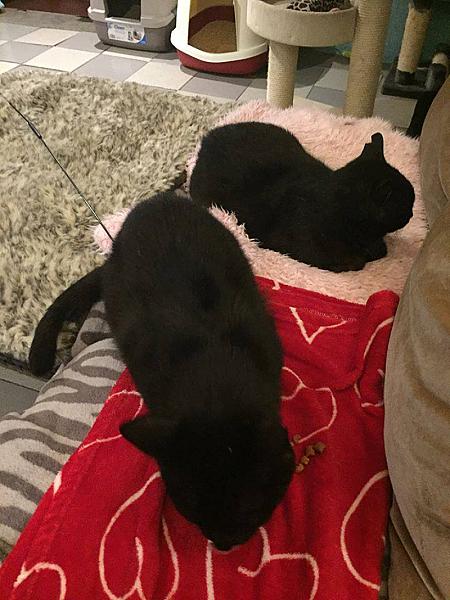 Kattenpraat