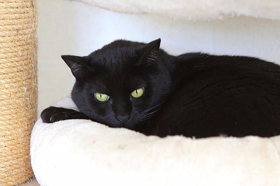 Kattenpraat