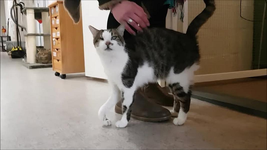 Kattenpraat
