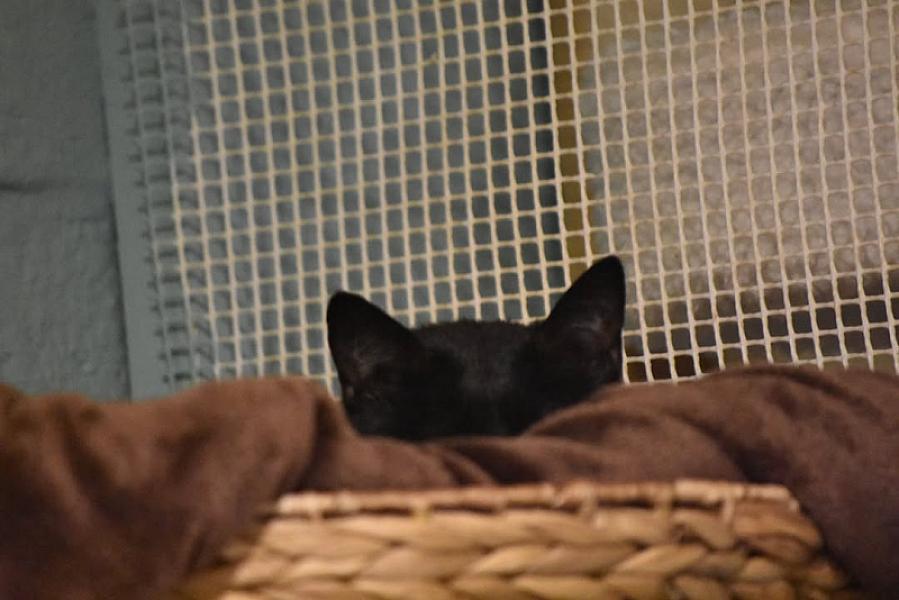 Kattenpraat