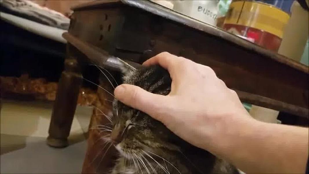 Kattenpraat