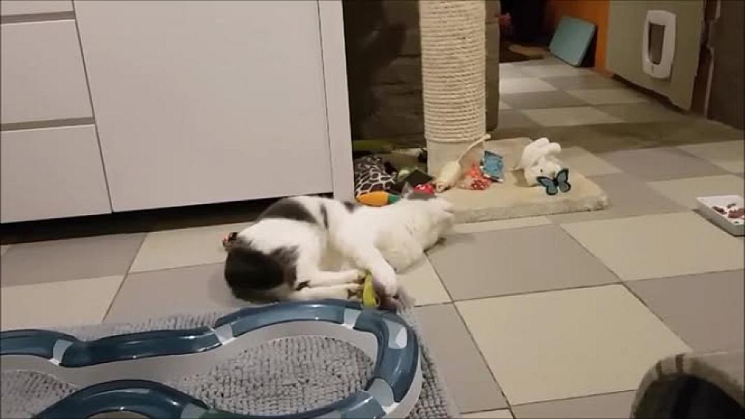 Kattenpraat