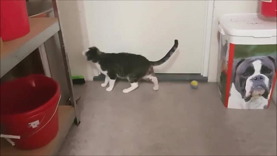 Kattenpraat