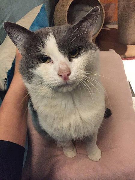 Kattenpraat