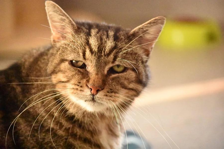 Kattenpraat