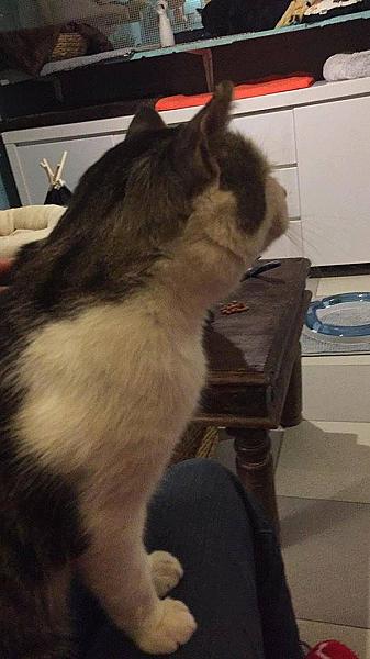 Kattenpraat