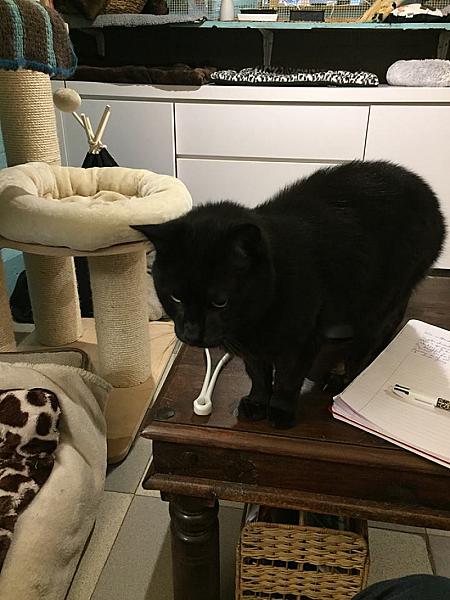 Kattenpraat