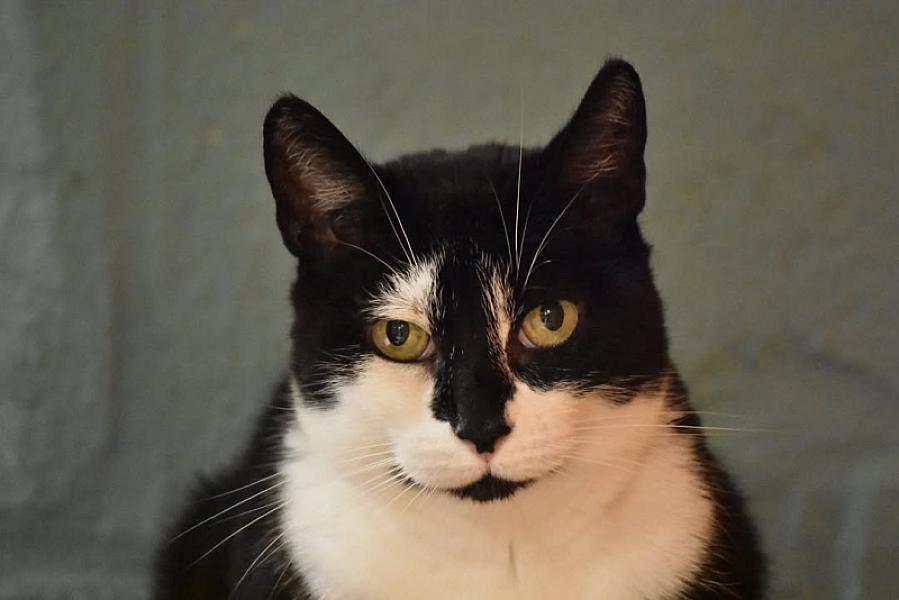 Kattenpraat