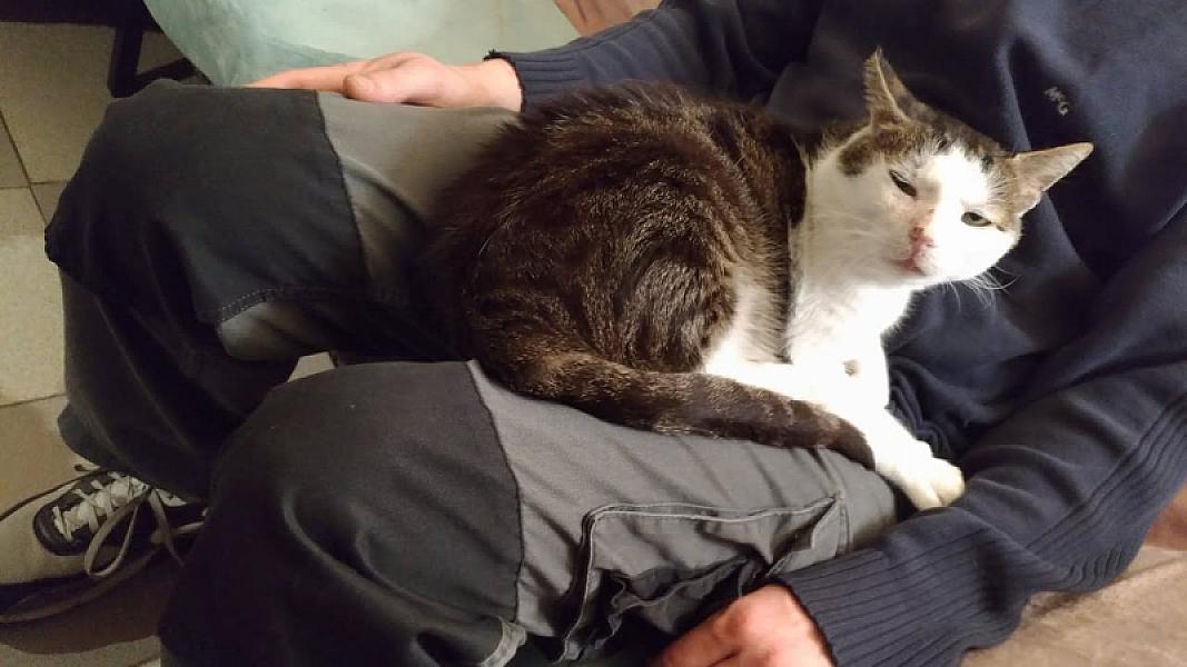 Kattenpraat