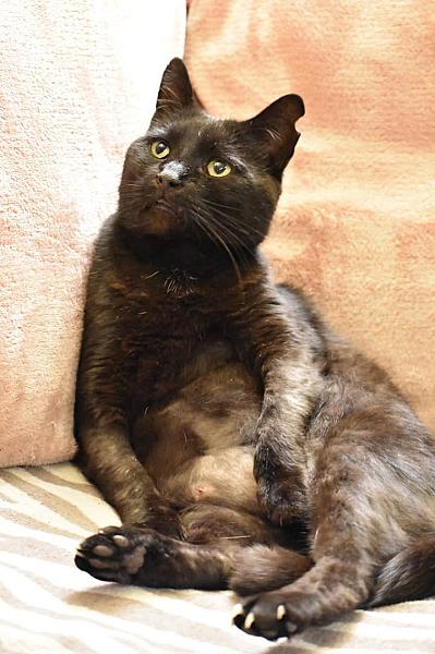 Kattenpraat