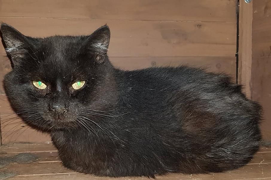 Kattenpraat