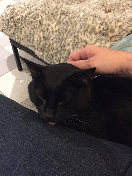Kattenpraat