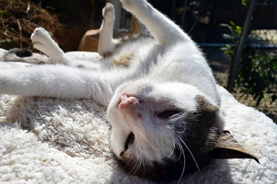 Kattenpraat