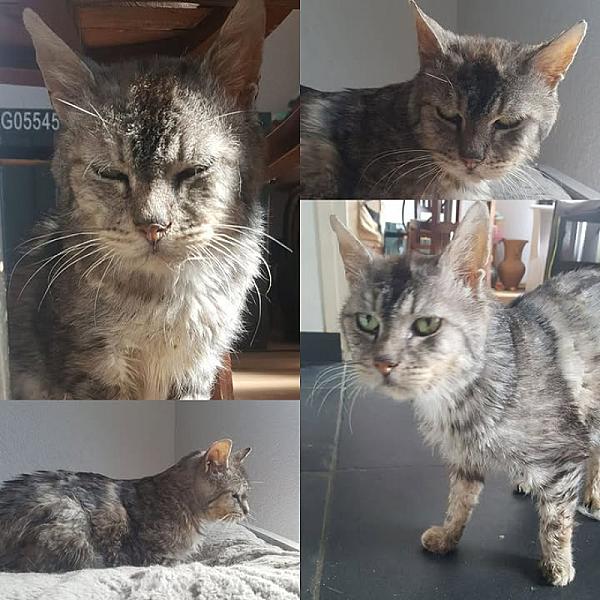 Kattenpraat