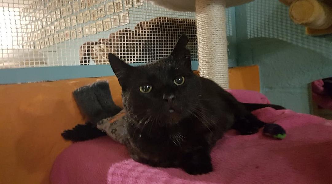 Kattenpraat