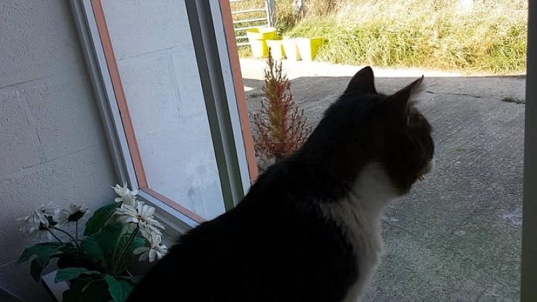 Kattenpraat