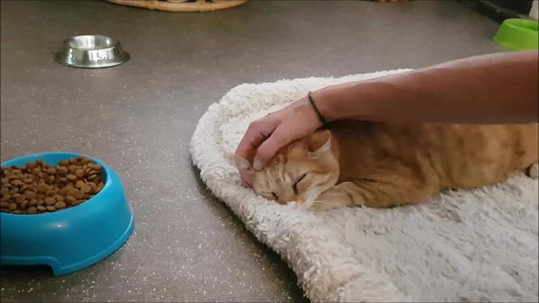 Kattenpraat