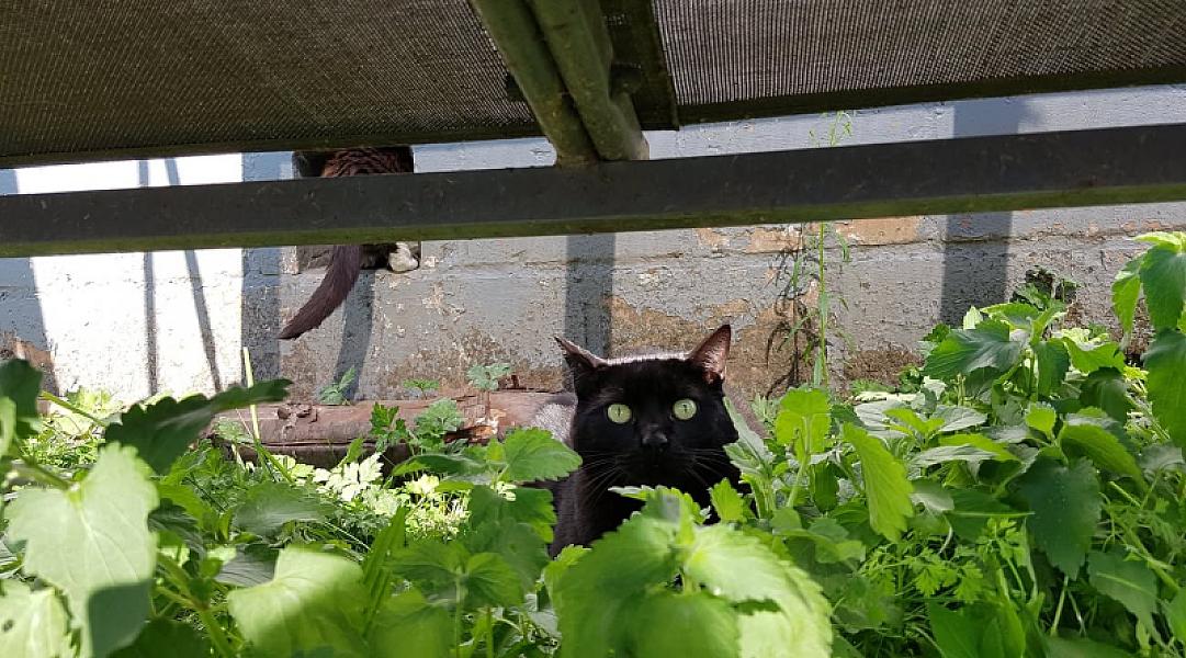 Kattenpraat
