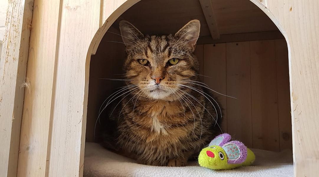 Kattenpraat