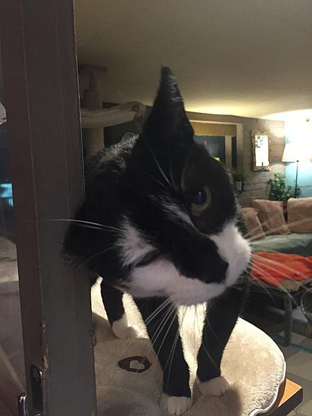 Kattenpraat