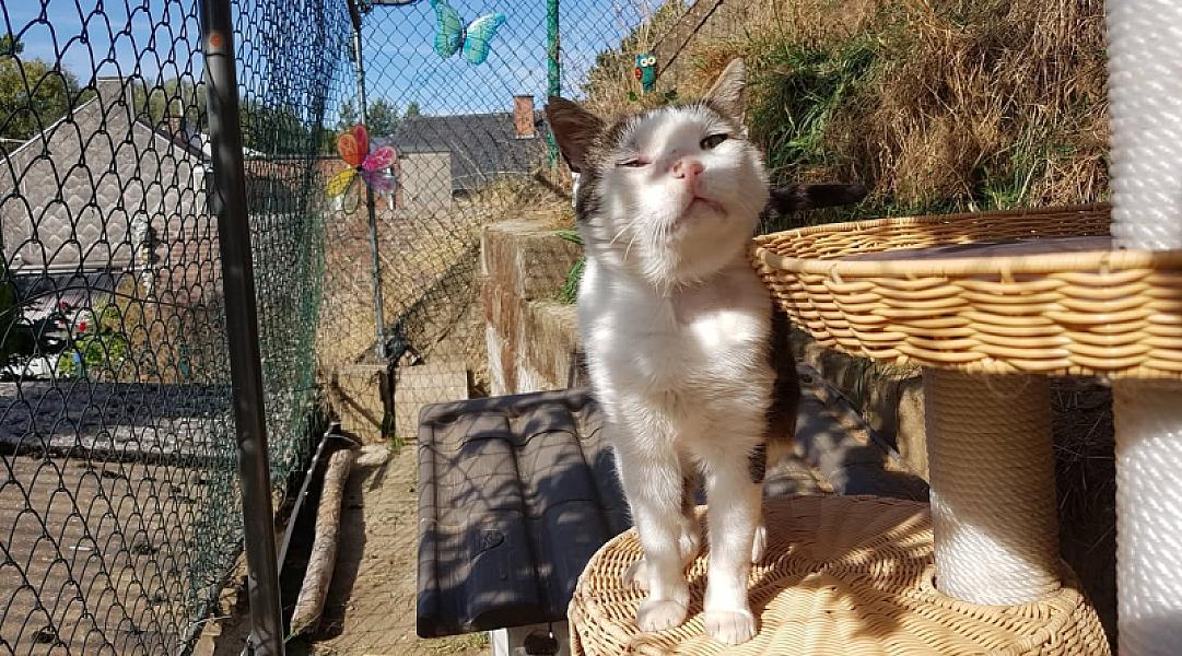 Kattenpraat