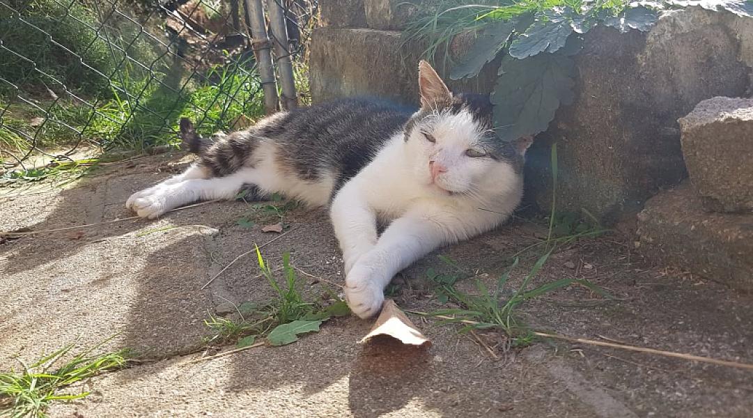 Kattenpraat