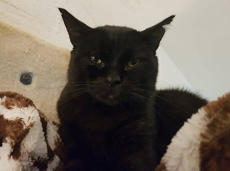 Kattenpraat