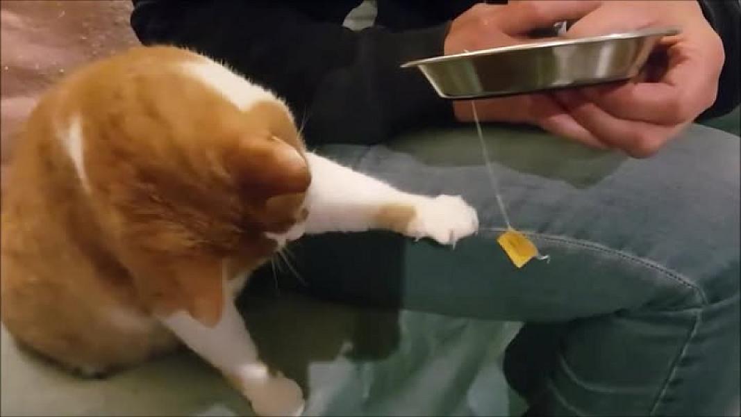 Kattenpraat