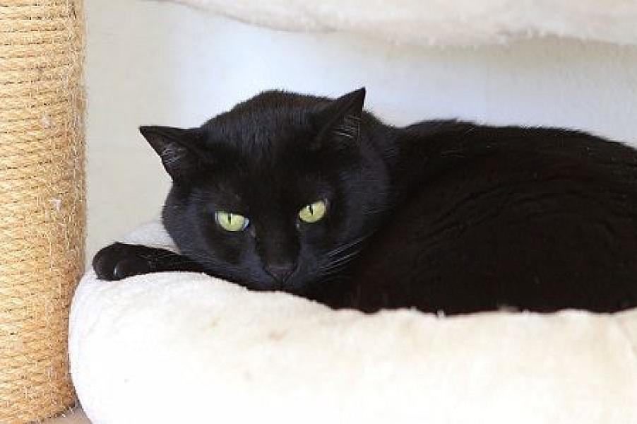 Kattenpraat