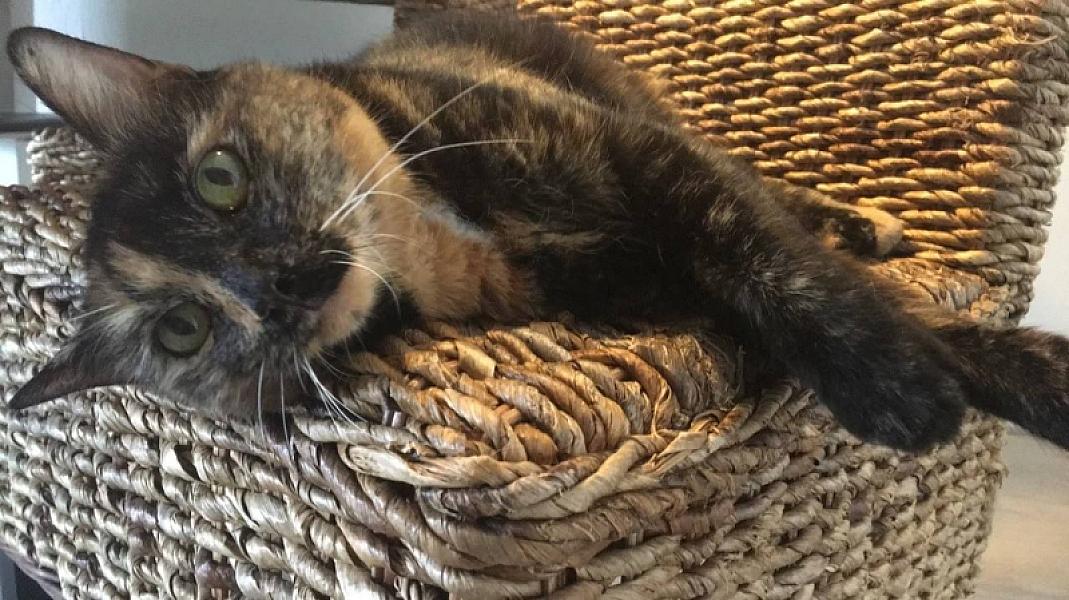 Kattenpraat