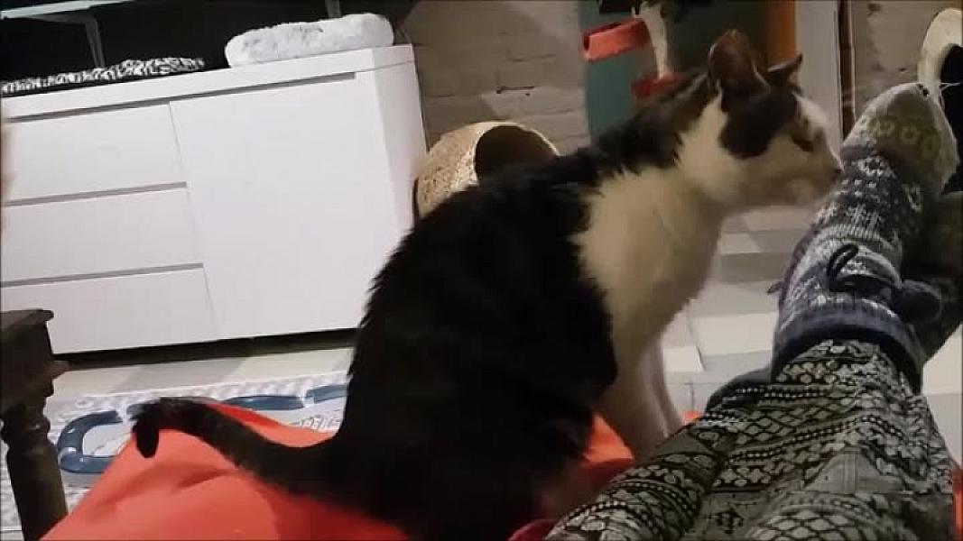 Kattenpraat