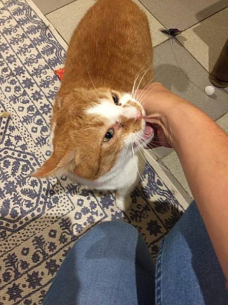 Kattenpraat