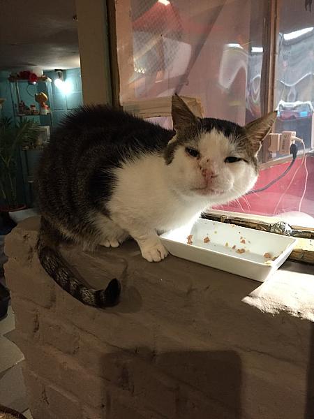 Kattenpraat