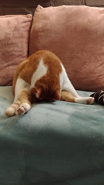 Kattenpraat