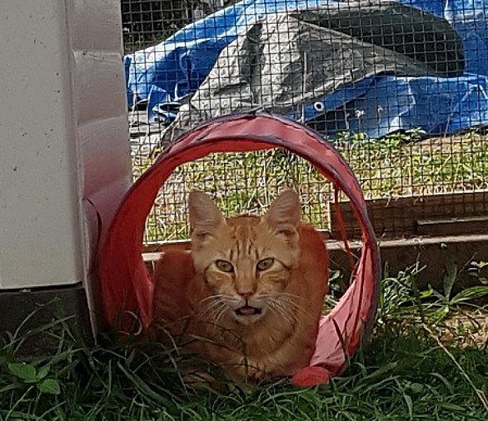 Kattenpraat