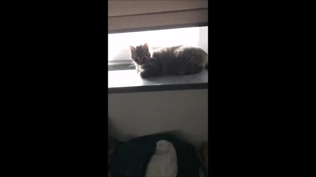 Kattenpraat